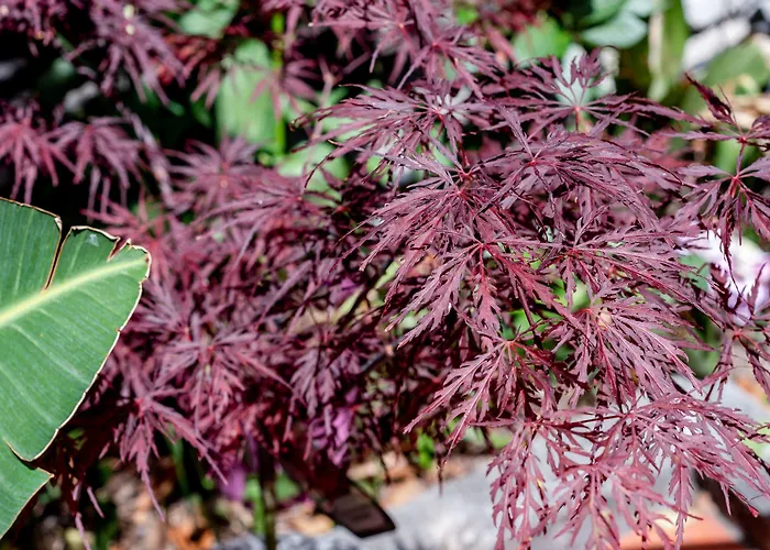 Espana - Gruppo Blam 3*